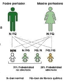 Cómo se hereda la Fibrosis Quística