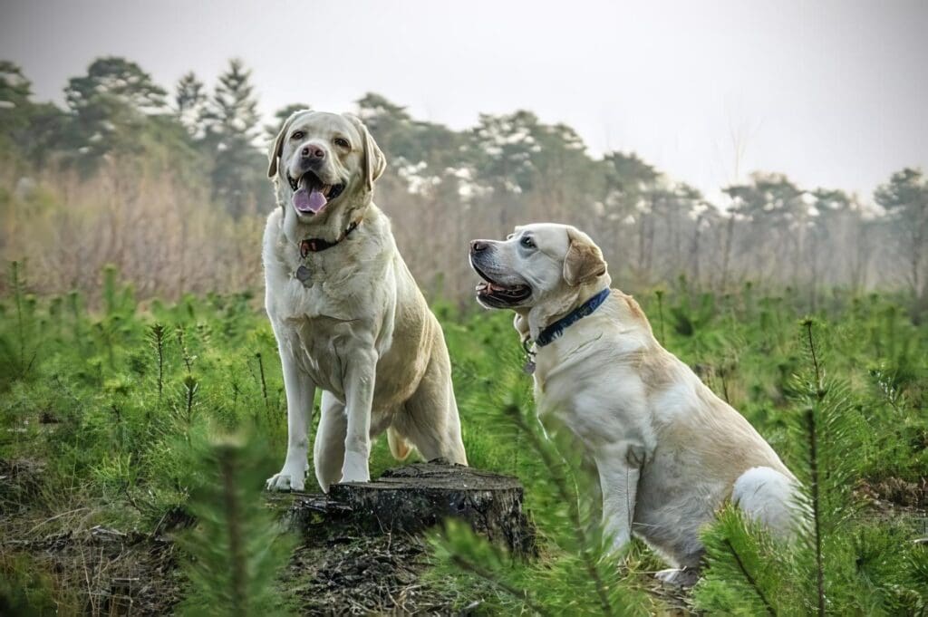 Conoce el Peso Ideal de tu Perro Según su Raza