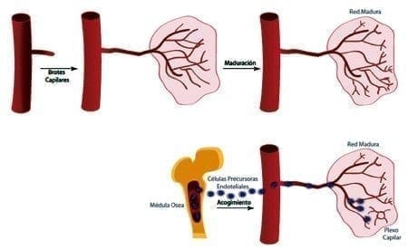 Angiogenia