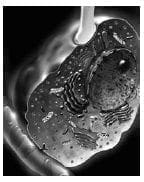 Medula suprarrenal y Catecolaminas