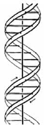 ADN