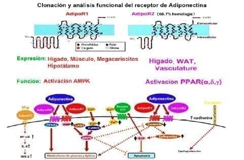 Efectos del receptor de adiponectina
