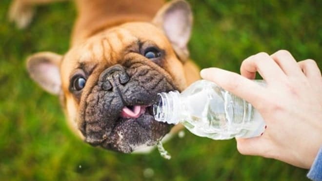 Golpe de Calor en Mascotas