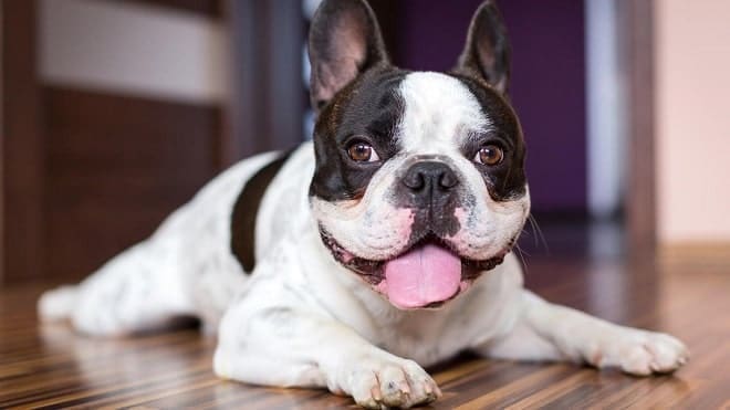 Mascotas Ideales para Tener en un Apartamento