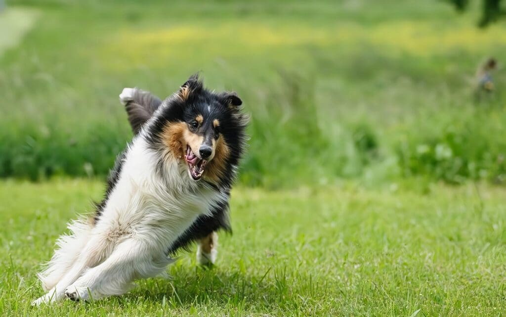 Paro Cardiaco en Perros: Cómo Identificarlo y Qué Hacer