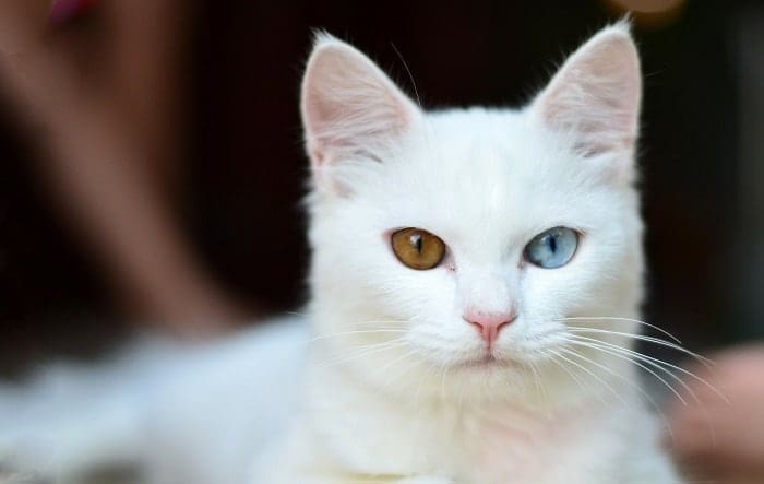 Cuidados con las Mascotas Albinas