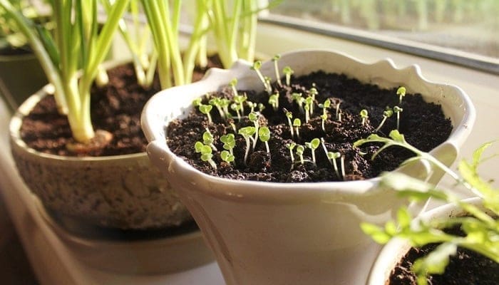 3 Plantas para Sembrar Fácil en Casa