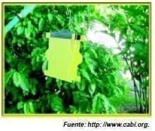 Trampa Panel Amarillo - Moscas de la Fruta