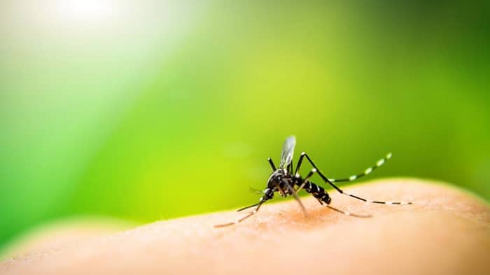Trucos para Acabar con los Mosquitos en Casa