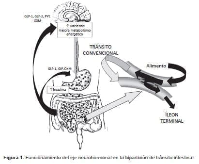 Funcionamiento del eje neurohormonal Funcionamiento del eje neurohormonal
