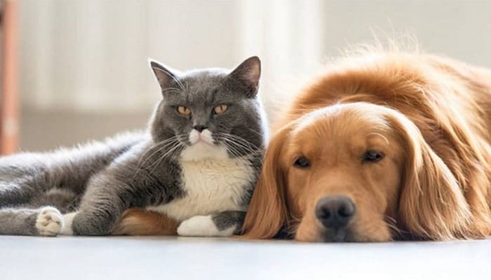 Enteritis: Síntomas, Causas y Tratamiento