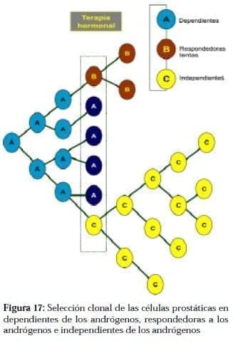 Selección Clonal de las Células Prostáticas