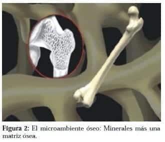 Microambiente Óseo
