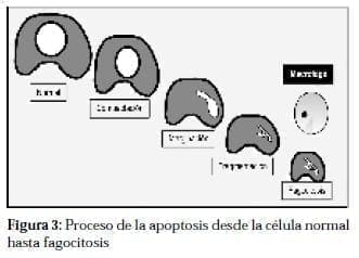 Proceso de la Apoptosis