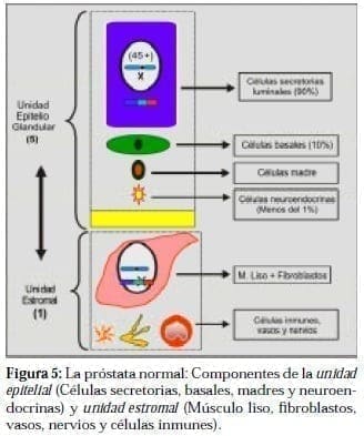 Próstata Normal: Componentes de la unidad Epitelial