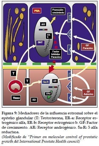 Mediadores de la influencia estromal