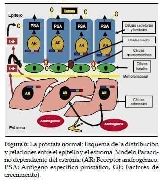 Esquema de la distribución y relaciones entre el epitelio y el estroma