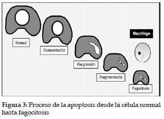 Proceso de la Apoptosis