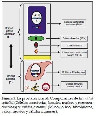 Próstata normal: Componentes de la unidad epitelial
