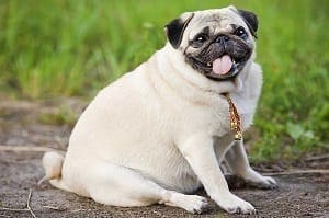 Perro obeso