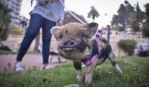 Minipig
