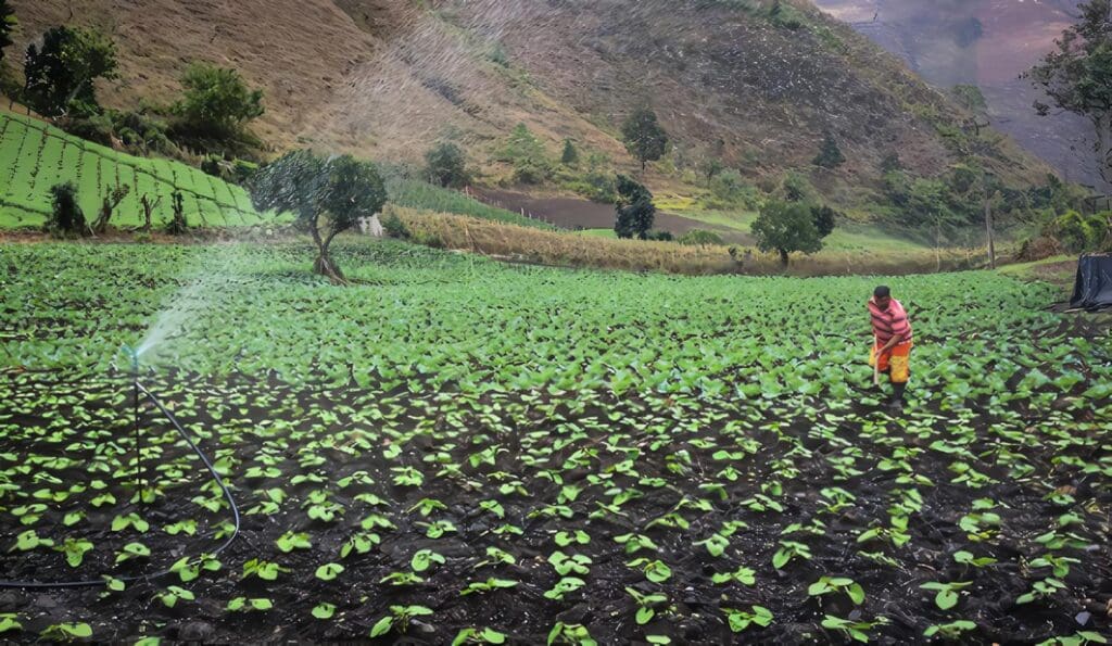 Sistema Nacional de Innovación Agropecuaria