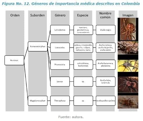 Géneros de importancia médica descritos en Colombia