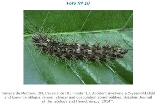 Lonomia obliqua