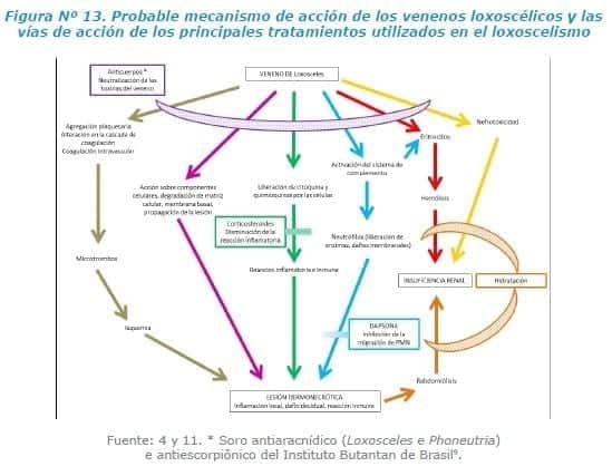 Probable mecanismo de acción de los venenos loxoscélicos