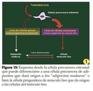 Célula precursora estromal