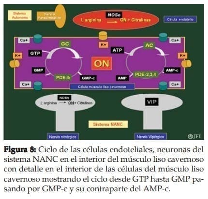 Ciclo de las células endoteliales, neuronas del sistema NANC