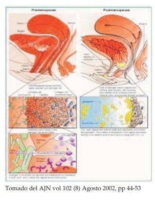 Flora Vaginal