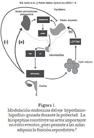 Modulación endocrina del eje hypotlamohipofisis- gonada