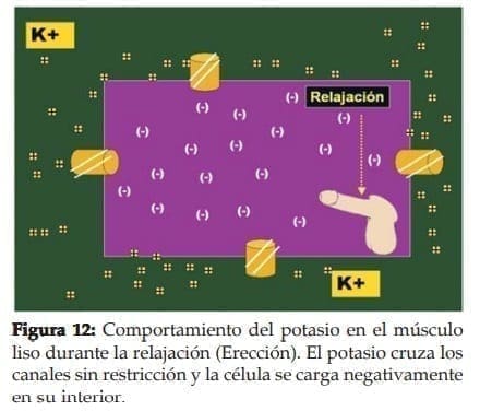 Comportamiento del potasio en el músculo liso durante la relajación (Erección)