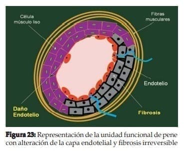  Representación de la unidad funcional de pene