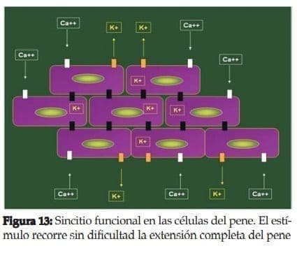 Sincitio funcional en las células del pene