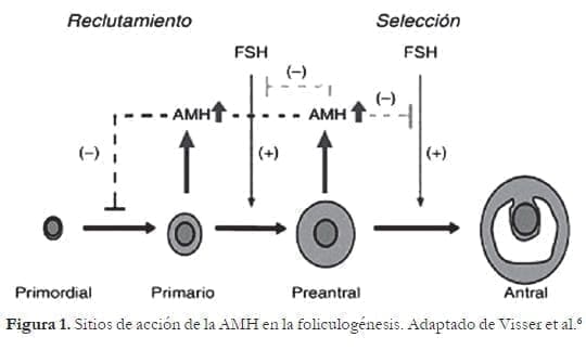 Sitios de acción de la AMH en la foliculogénesis Sitios de acción de la AMH en la foliculogénesis