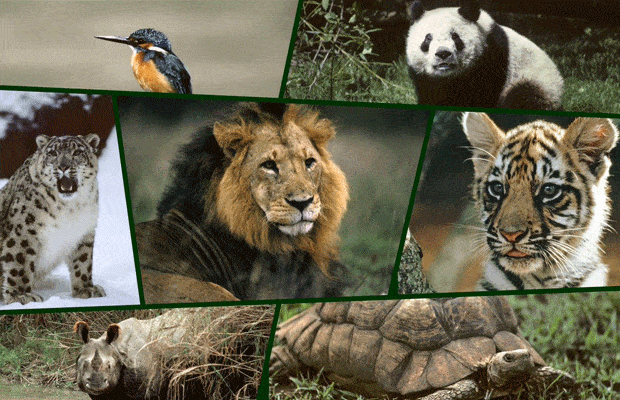 Especies en Peligro de Extinción