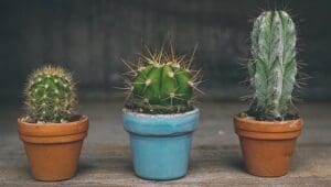 Feng Shui Cactus