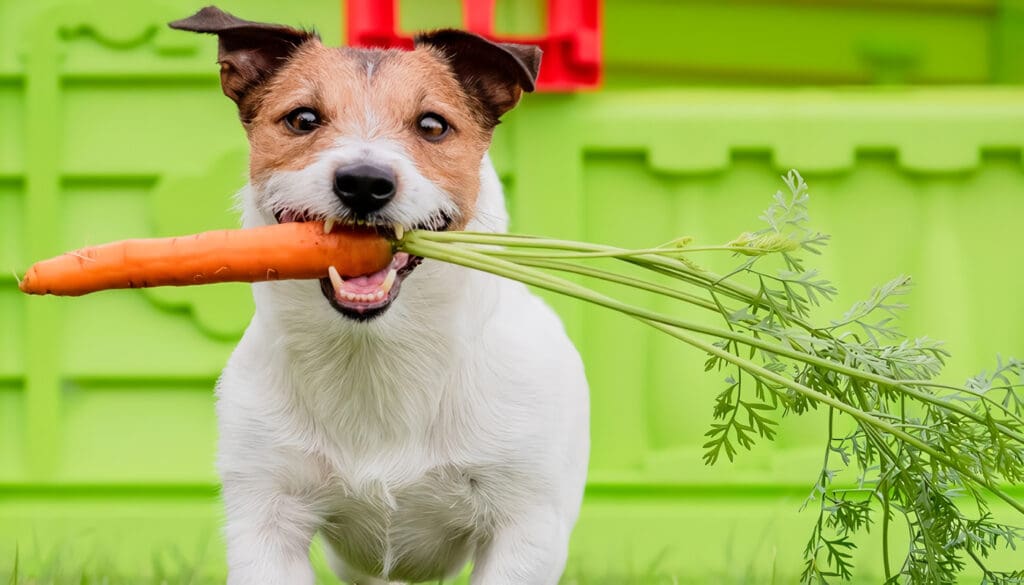 Mejores Alimentos Naturales para Perros
