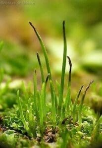 Anthoceros_1