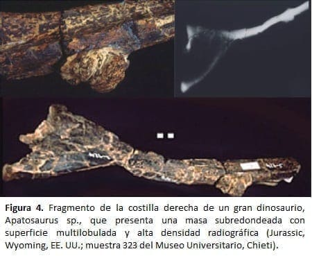 Fragmento de la costilla derecha de un gran dinosaurio Fragmento de la costilla derecha de un gran dinosaurio