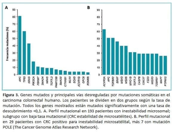 Genes mutados y principales vías desreguladas por mutaciones somáticas
