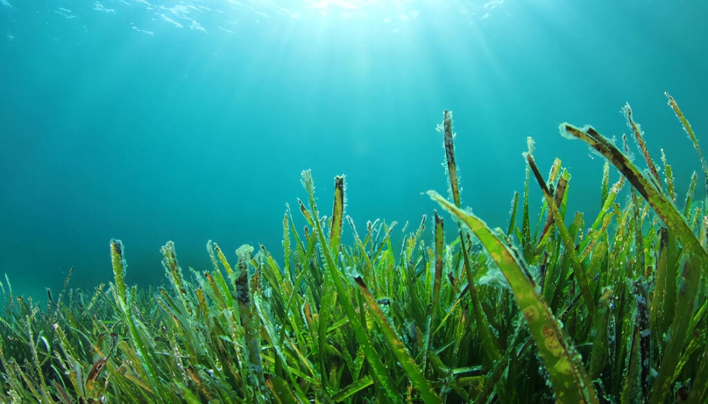 Qué son las Algas Verdes: Características e Importancia