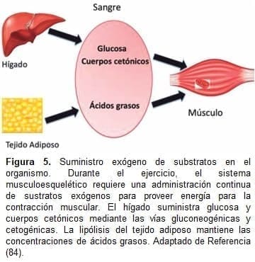 Suministro exógeno de substratos en el organismo