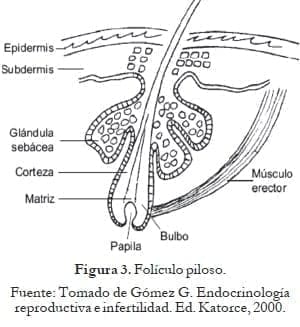 Folículo piloso