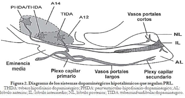 Diagrama de los sistemas dopaminérgicos hipotalámicos que regulan PRL Diagrama de los sistemas dopaminérgicos hipotalámicos que regulan PRL
