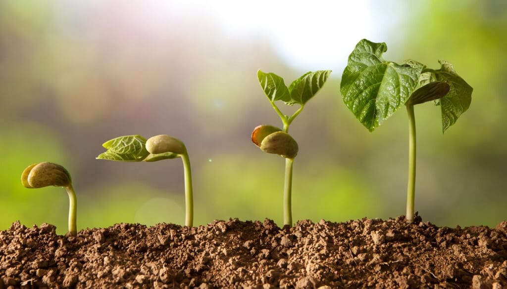 Plantas: Características, Partes, Función e Importancia