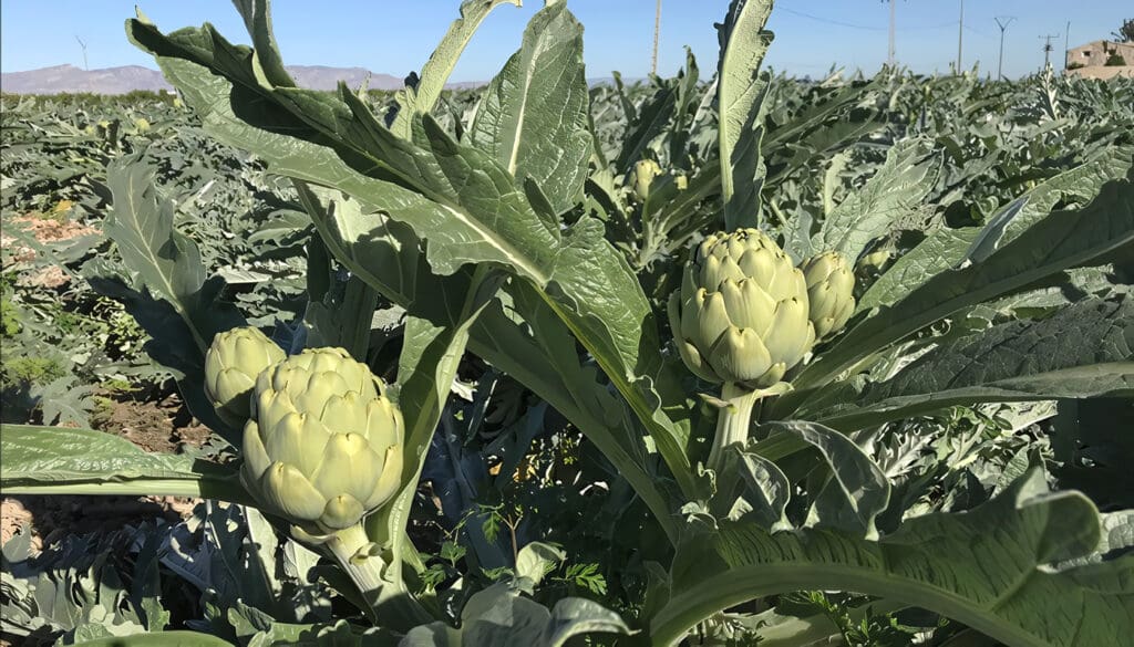 Cultivo de Alcachofa: desde la siembra hasta la cosecha