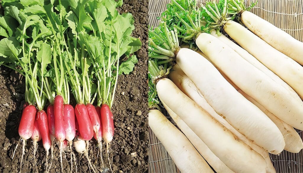 Cultivo de Rábano: guía para la siembra y cosecha